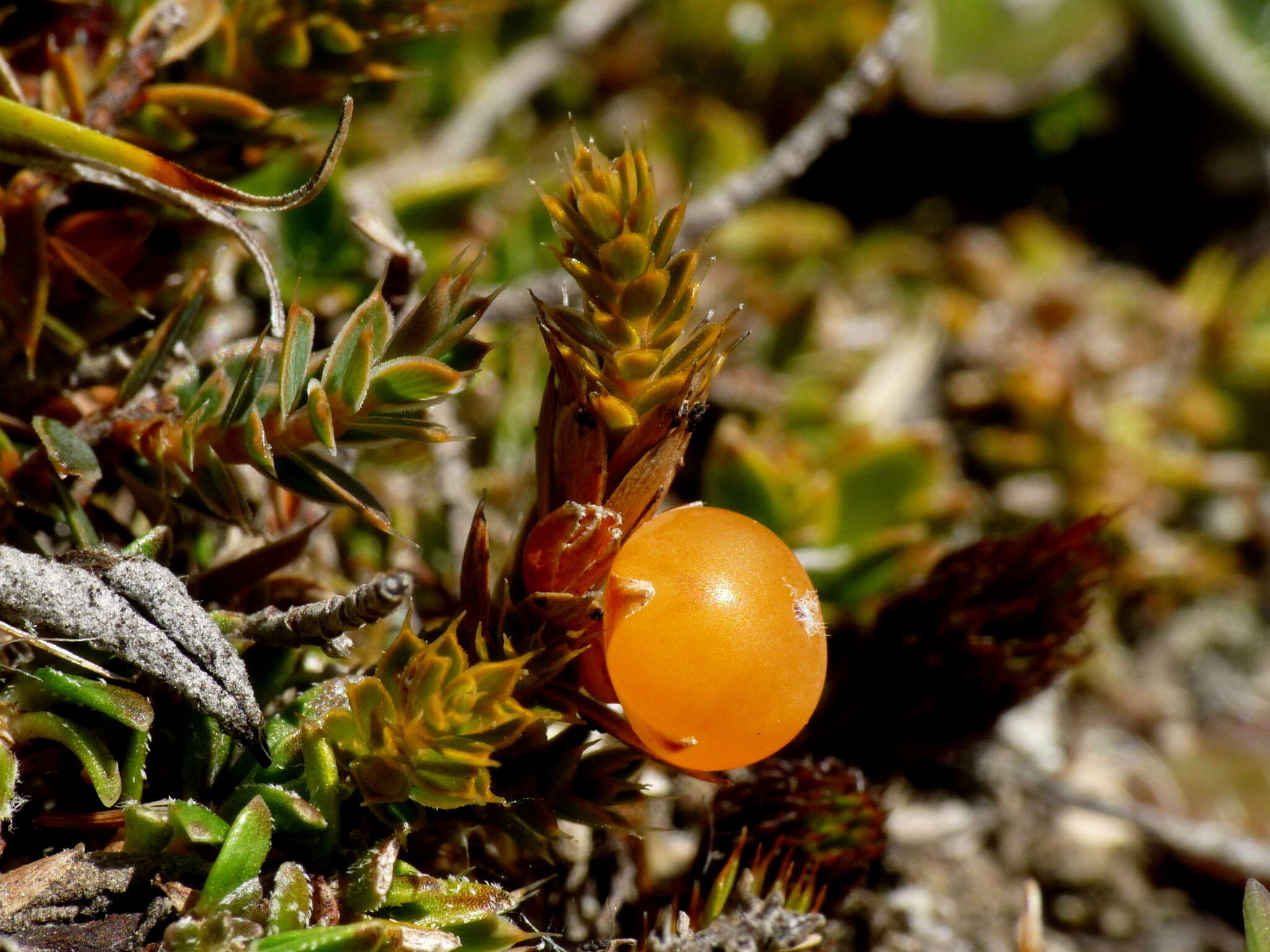 Image of Styphelia nana