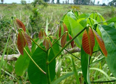 Image of Para rubber tree