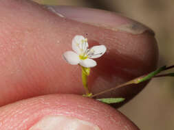 Image of Gayophytum diffusum subsp. parviflorum Lewis & Szweyk.