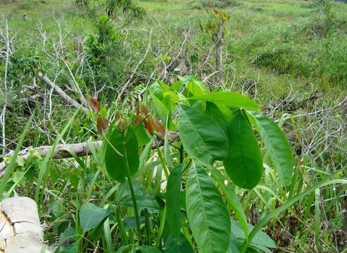 Image of Para rubber tree