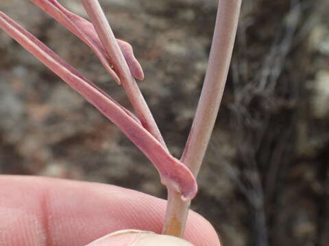 Image of Metcalf Canyon jewelflower