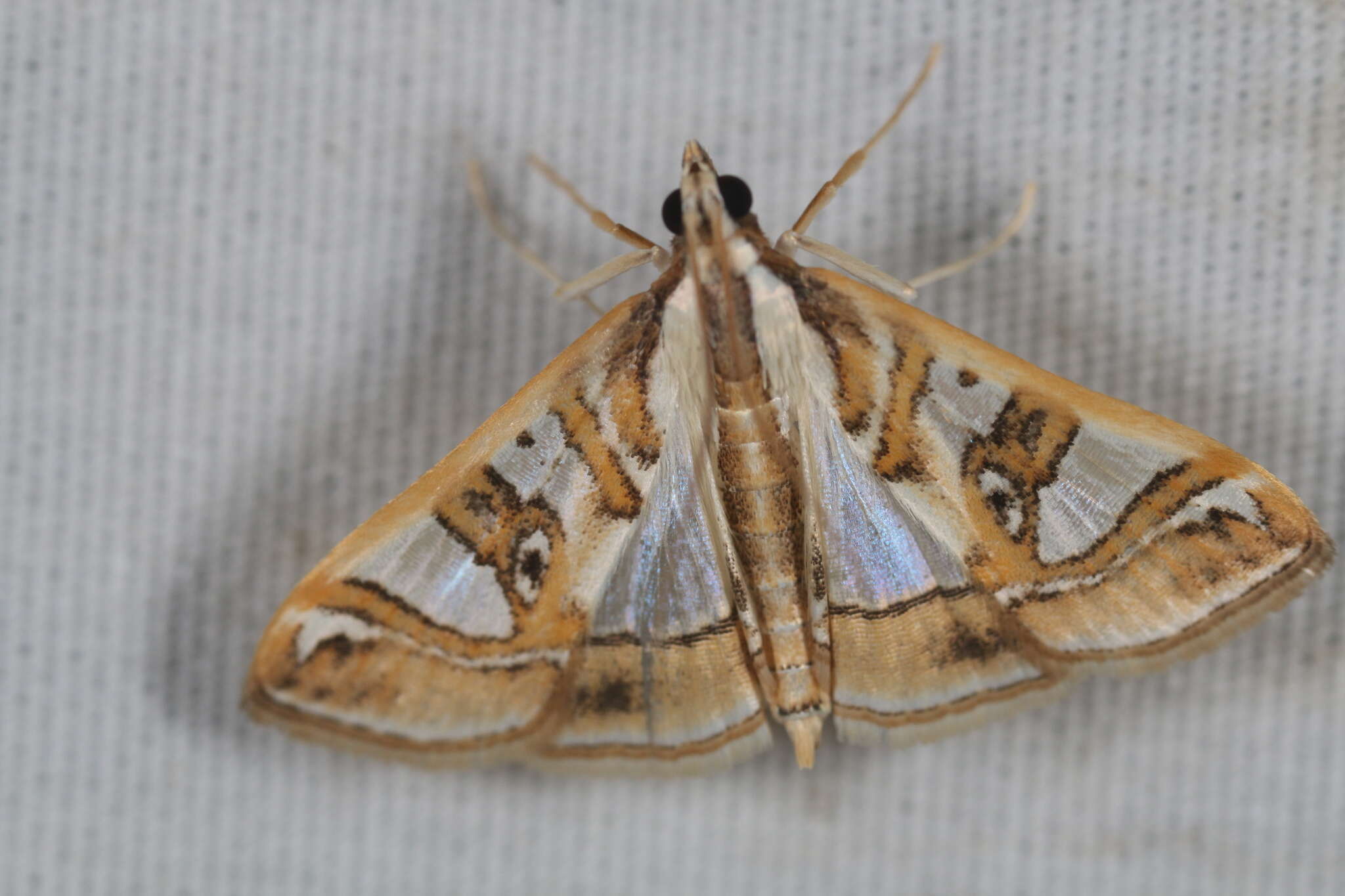 Image of Moth