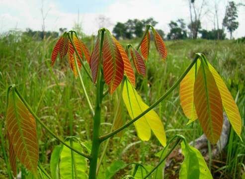 Image of Para rubber tree