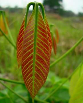 Image of Para rubber tree