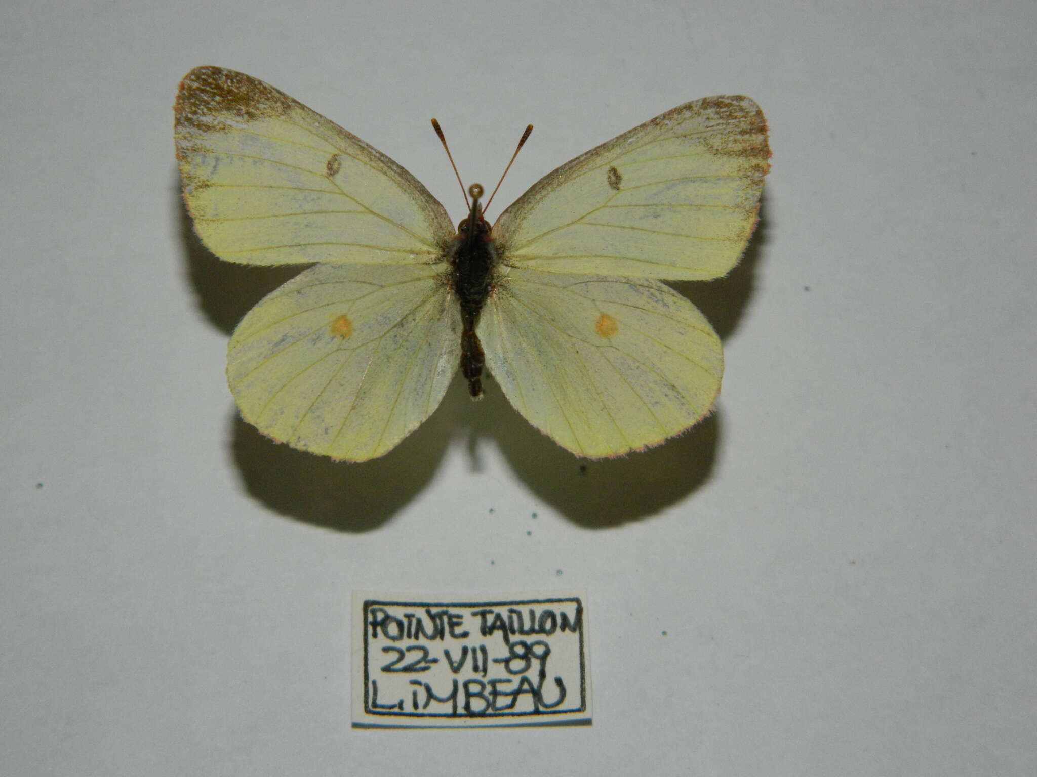 Image of Pink-edged sulphur