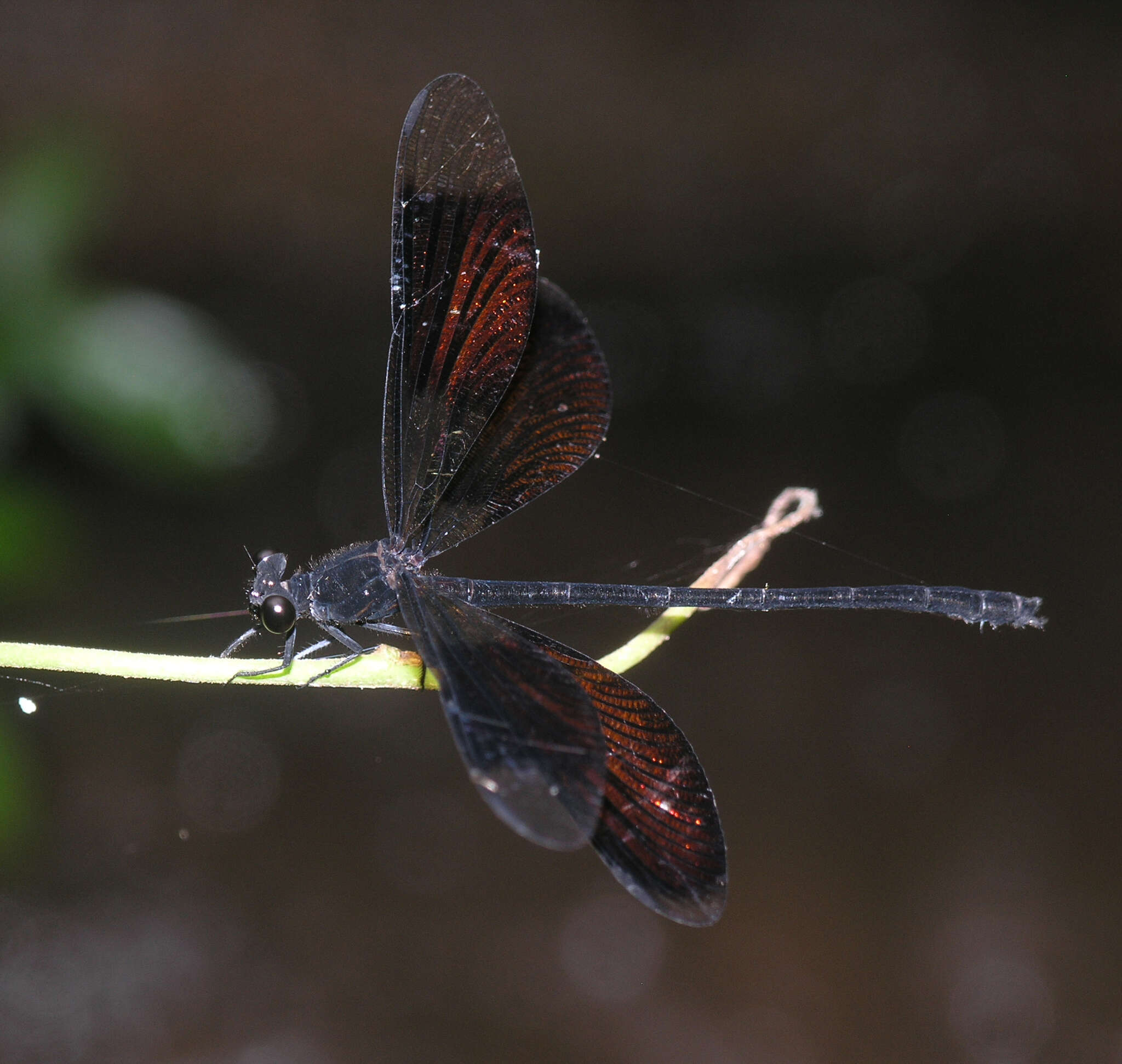 Image de Euphaea inouei Asahina 1977