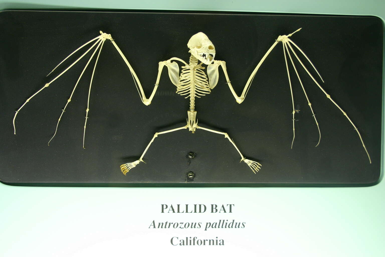 Image of pallid bat