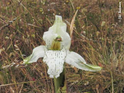 Plancia ëd Chloraea piquichen (Lam.) Lindl.