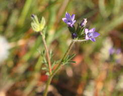 Image of purplespot gilia