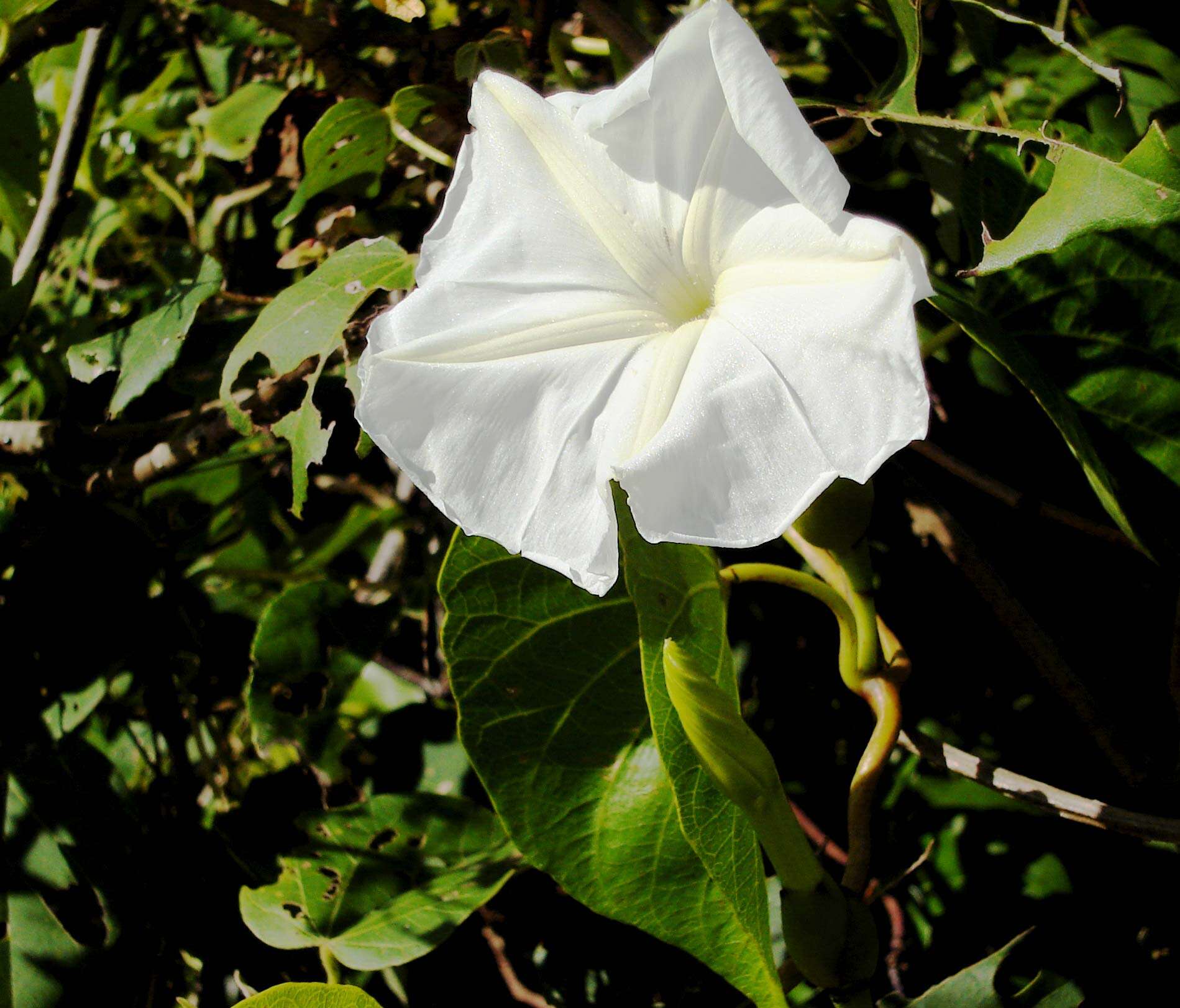 Image of Beach moonflower