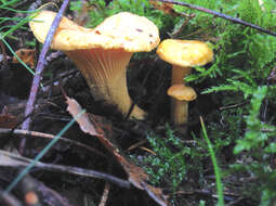 Image of Cantharellus cibarius Fr.