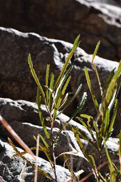 Plancia ëd Vauquelinia corymbosa subsp. angustifolia (Rydb.) W. J. Hess & J. Henrickson