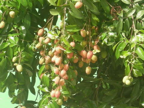 Image of lychee