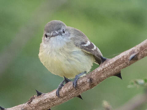 Image of Slender-billed Inezia