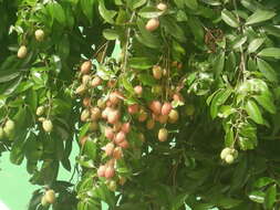 Image of lychee