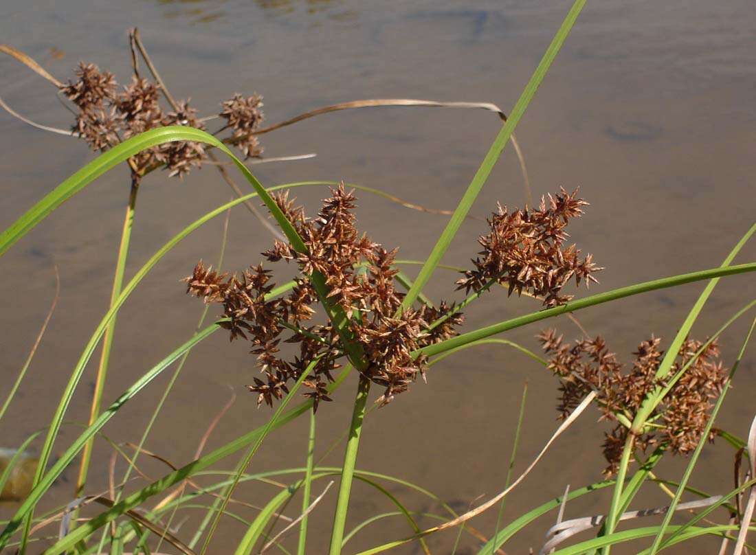 Image of Javanese flatsedge