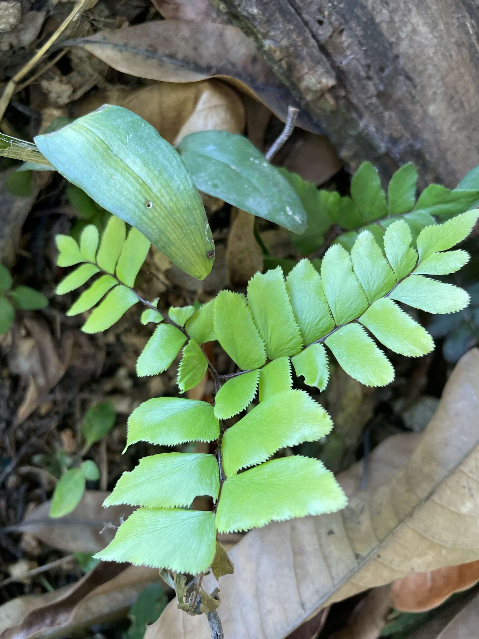 Imagem de Adiantum latifolium Lam.