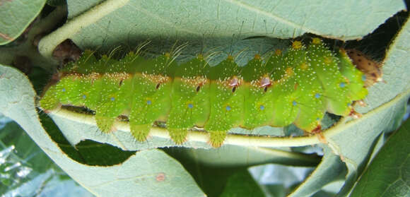 Image of Chinese Tasar Oak Moth