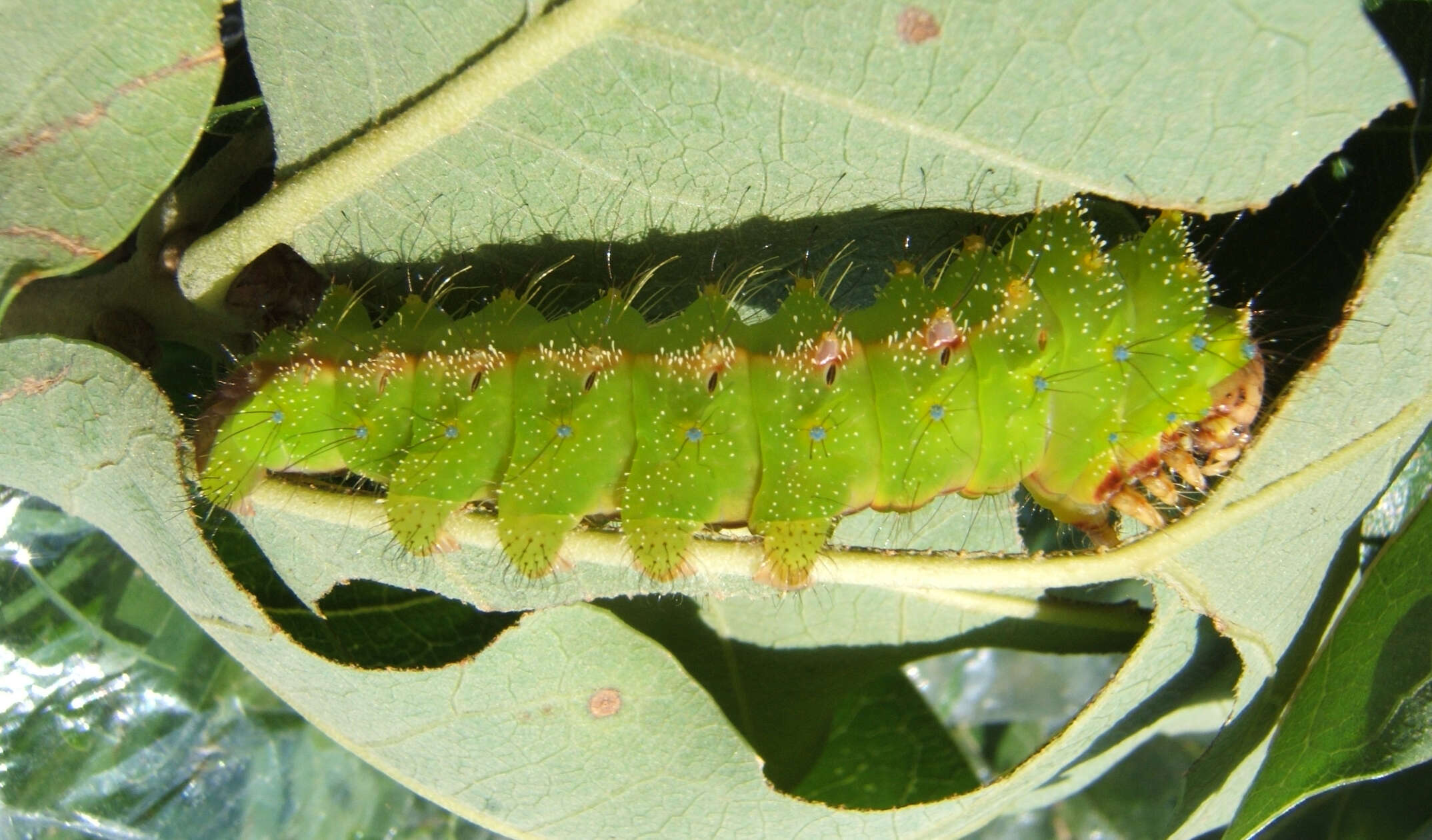 صورة Antheraea pernyi (Guérin-Méneville 1855)