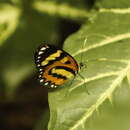 Image of Placidina euryanassa