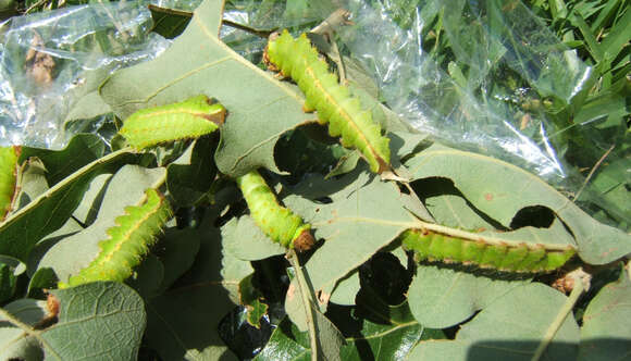 Image of Chinese Tasar Oak Moth