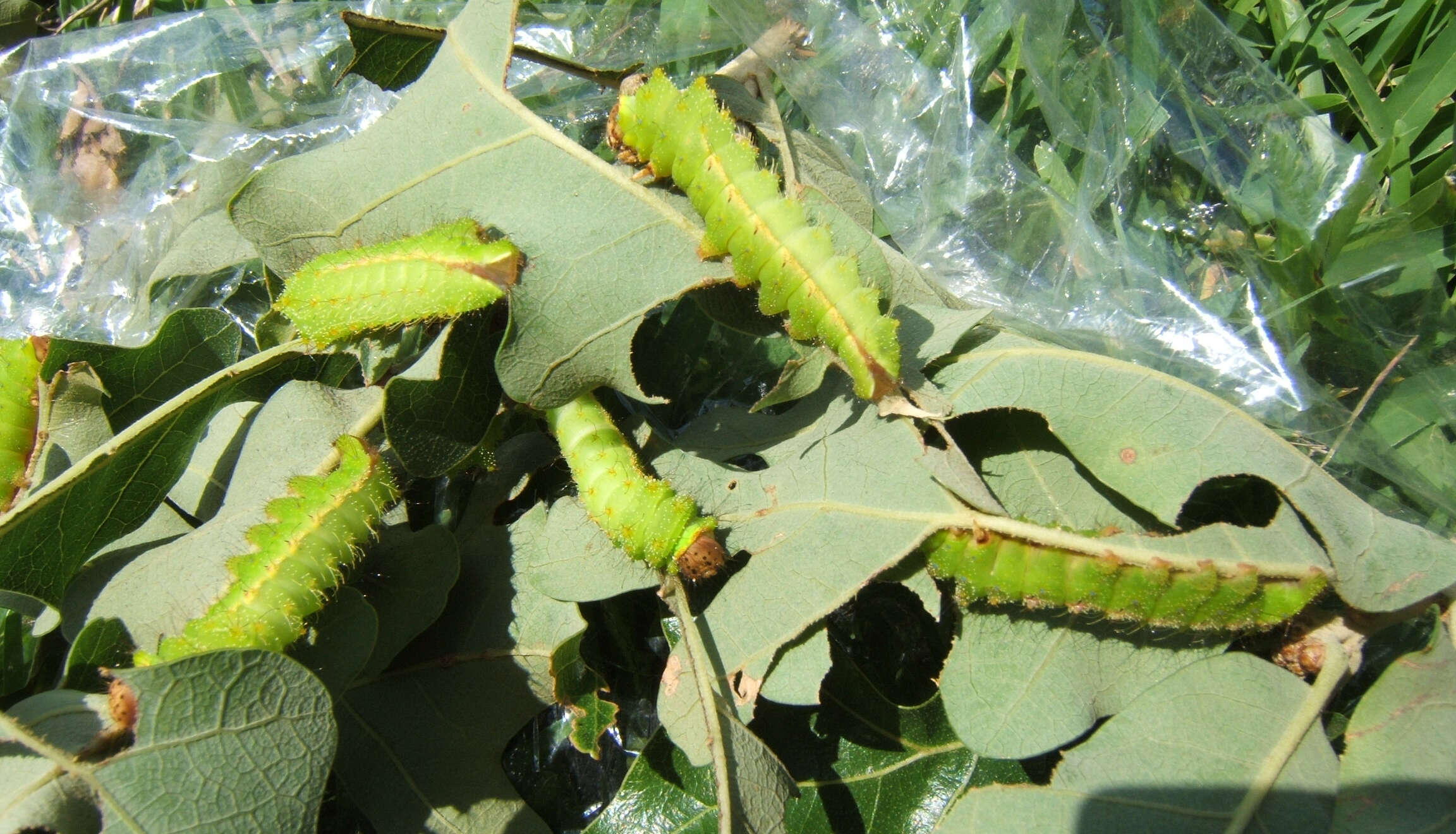 صورة Antheraea pernyi (Guérin-Méneville 1855)