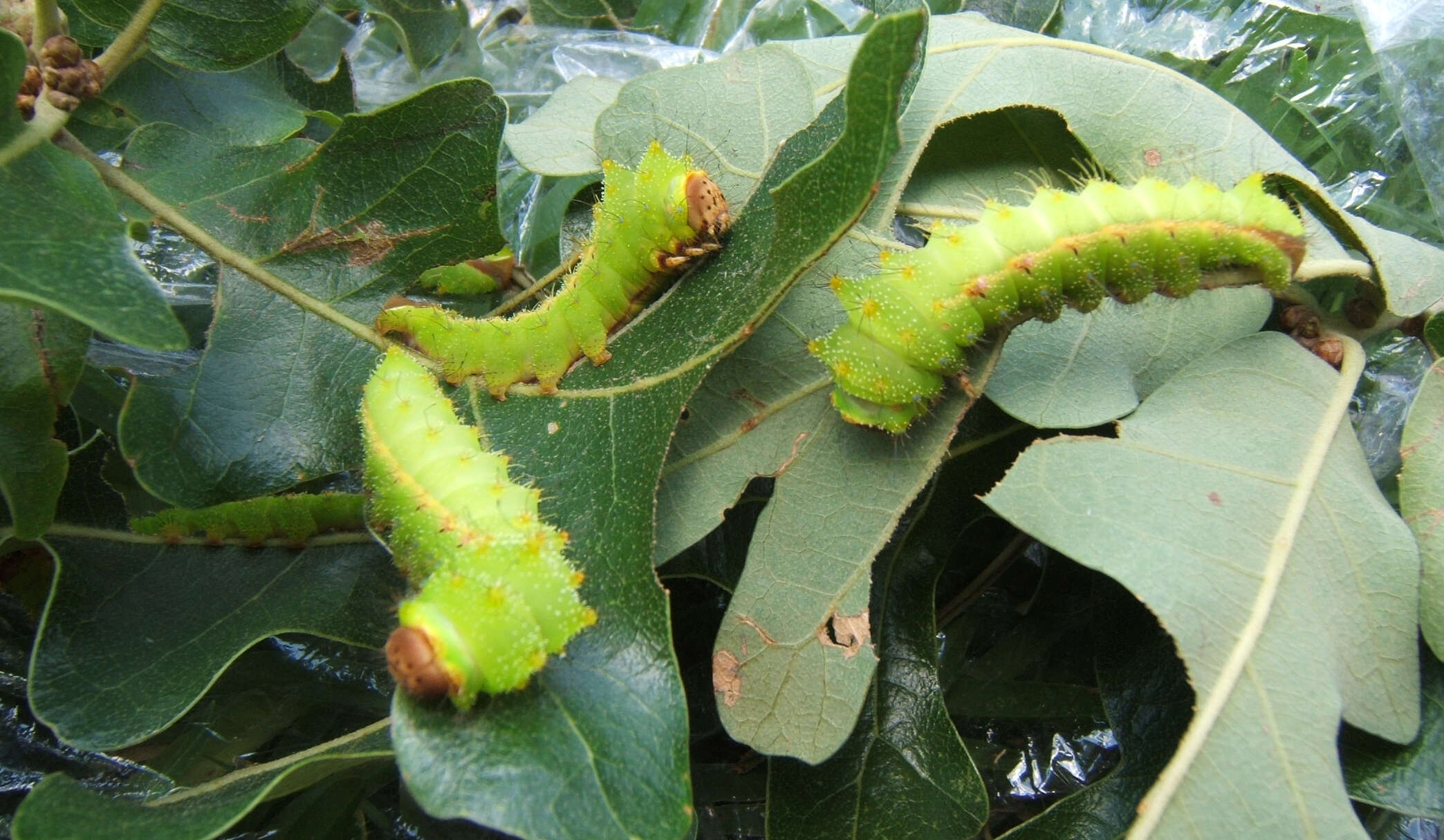 صورة Antheraea pernyi (Guérin-Méneville 1855)