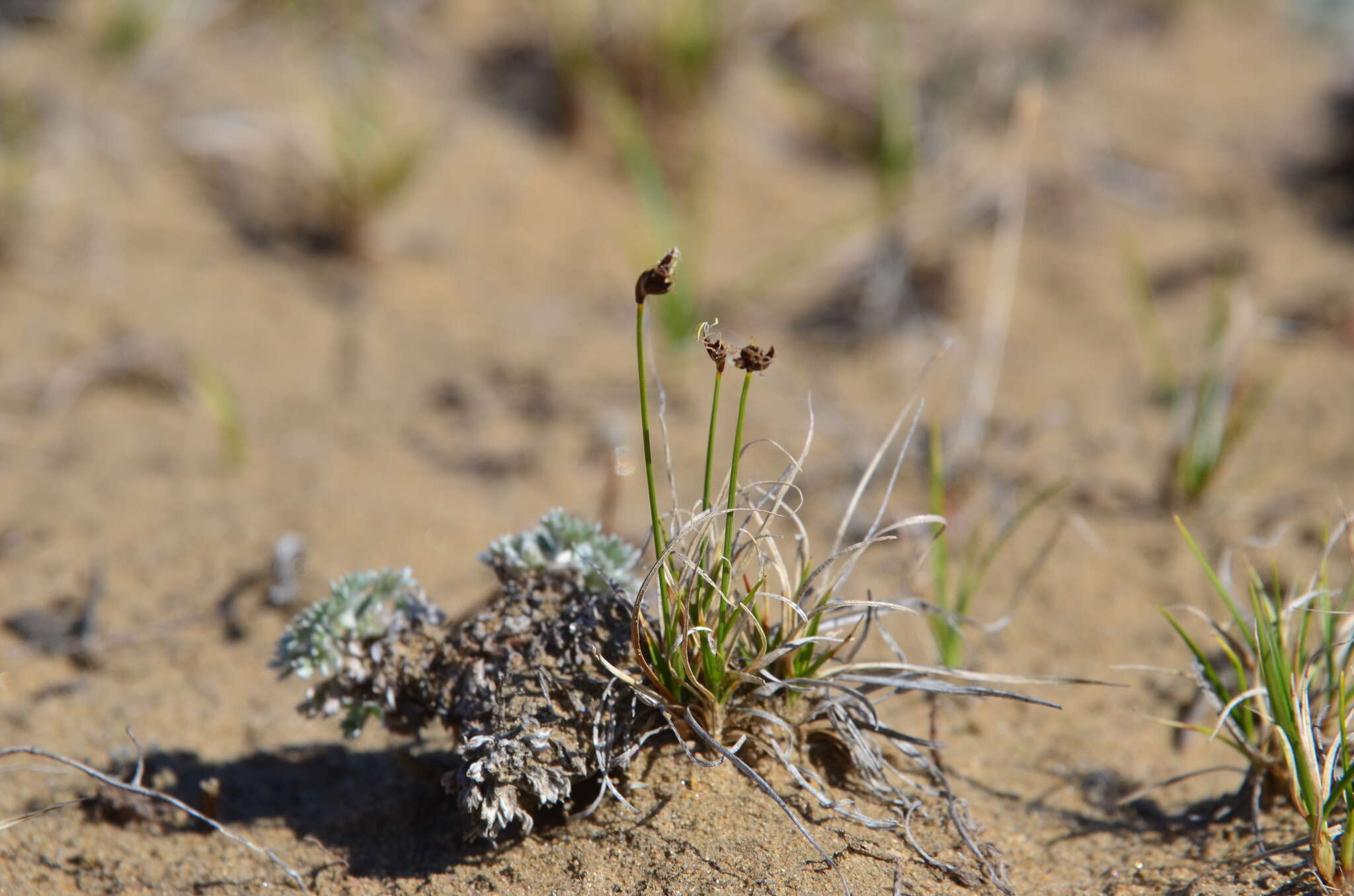 Image of weak arctic sedge