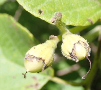 صورة Cordia lutea Lam.