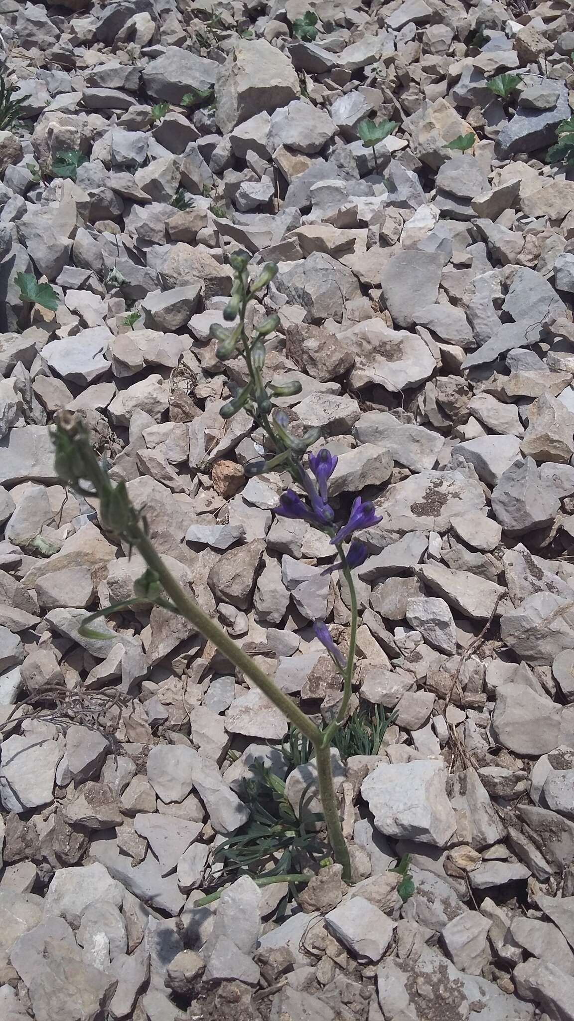 Image of Delphinium fissum Waldst. & Kit.