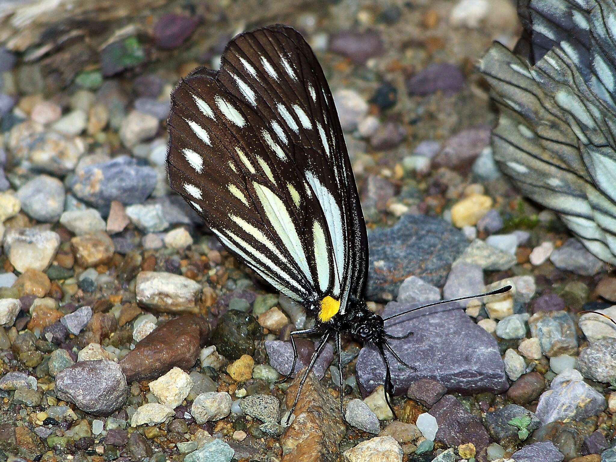 Image of Aporia agathon (Gray 1831)