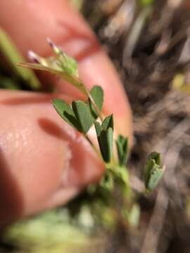 Trifolium depauperatum var. stenophyllum (Nutt.) McDermott的圖片