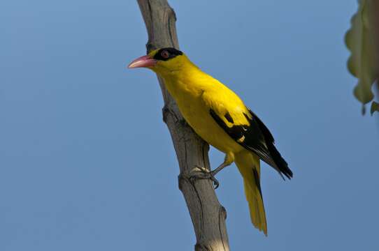 Image of Black-naped Oriole