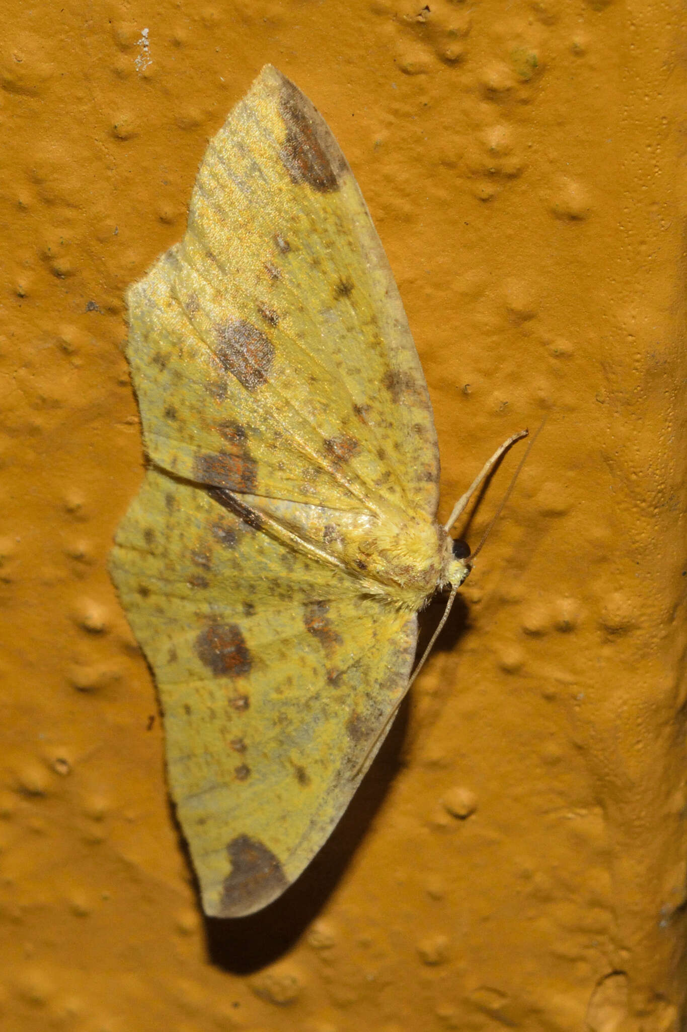 Image de Periclina apricaria Herrich-Schäffer (1855)