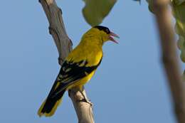 Image of Black-naped Oriole