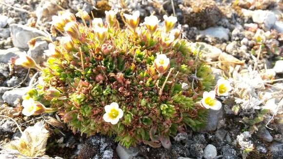 Plancia ëd Saxifraga cespitosa L.