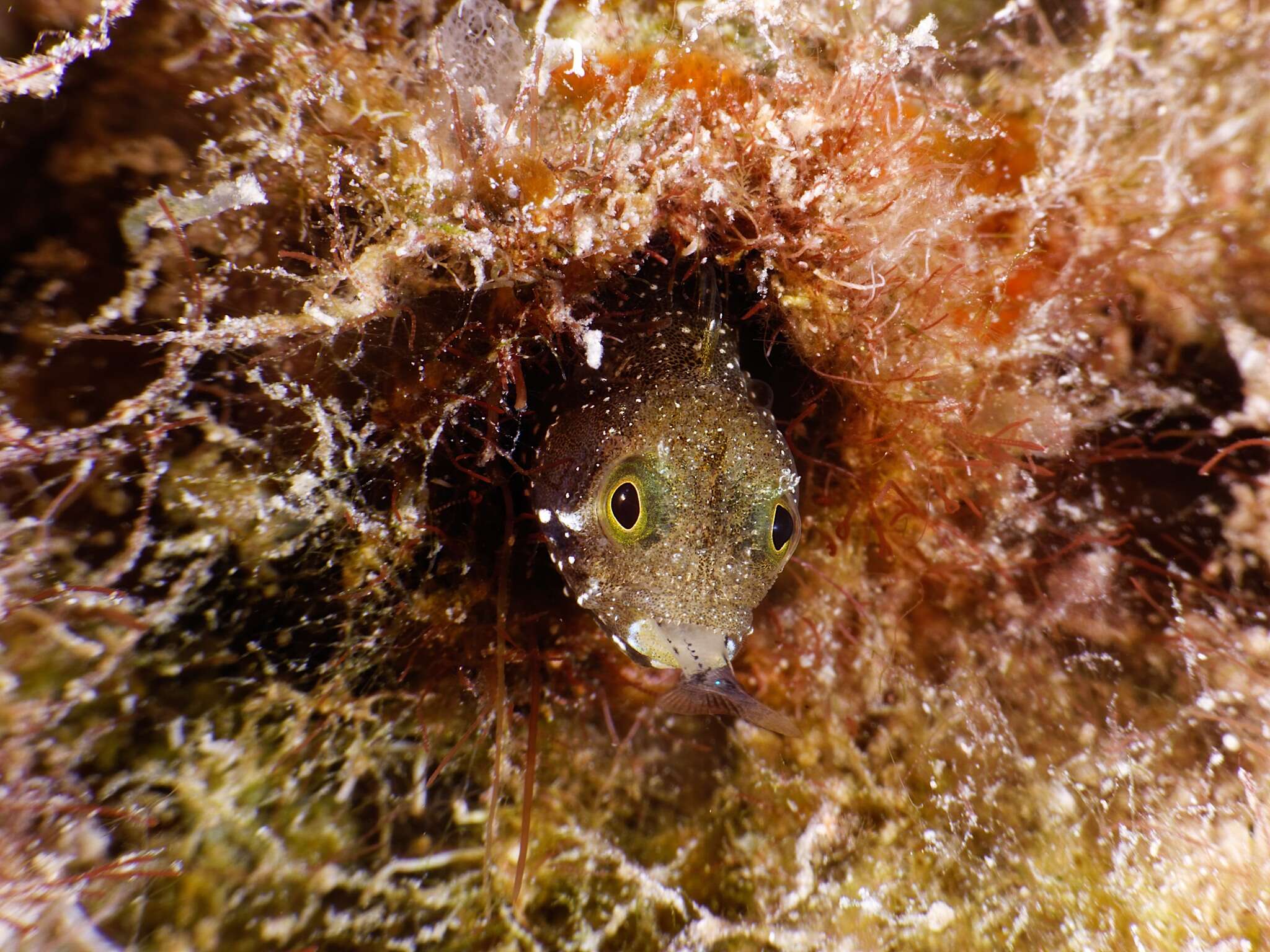 Image of Spiny blenny