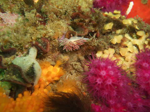 Fjordia capensis (Thiele 1925)的图像