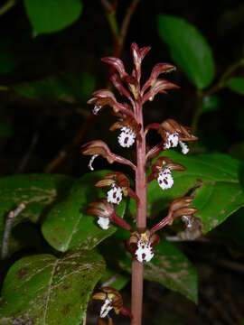 Image of Spotted coralroot