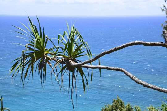 Image of Tahitian screwpine