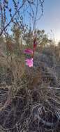 Imagem de Watsonia laccata (Jacq.) Ker Gawl.