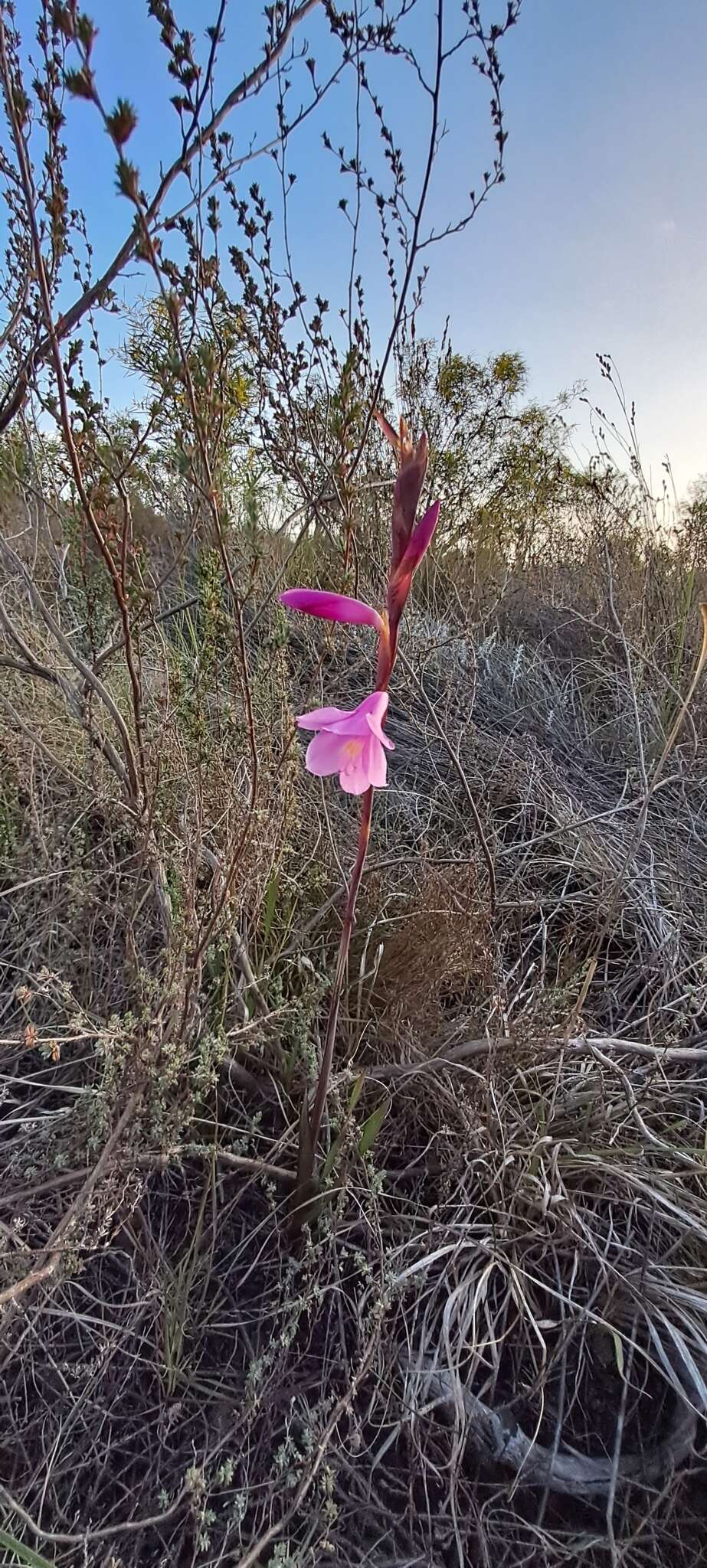 Image of Watsonia laccata (Jacq.) Ker Gawl.