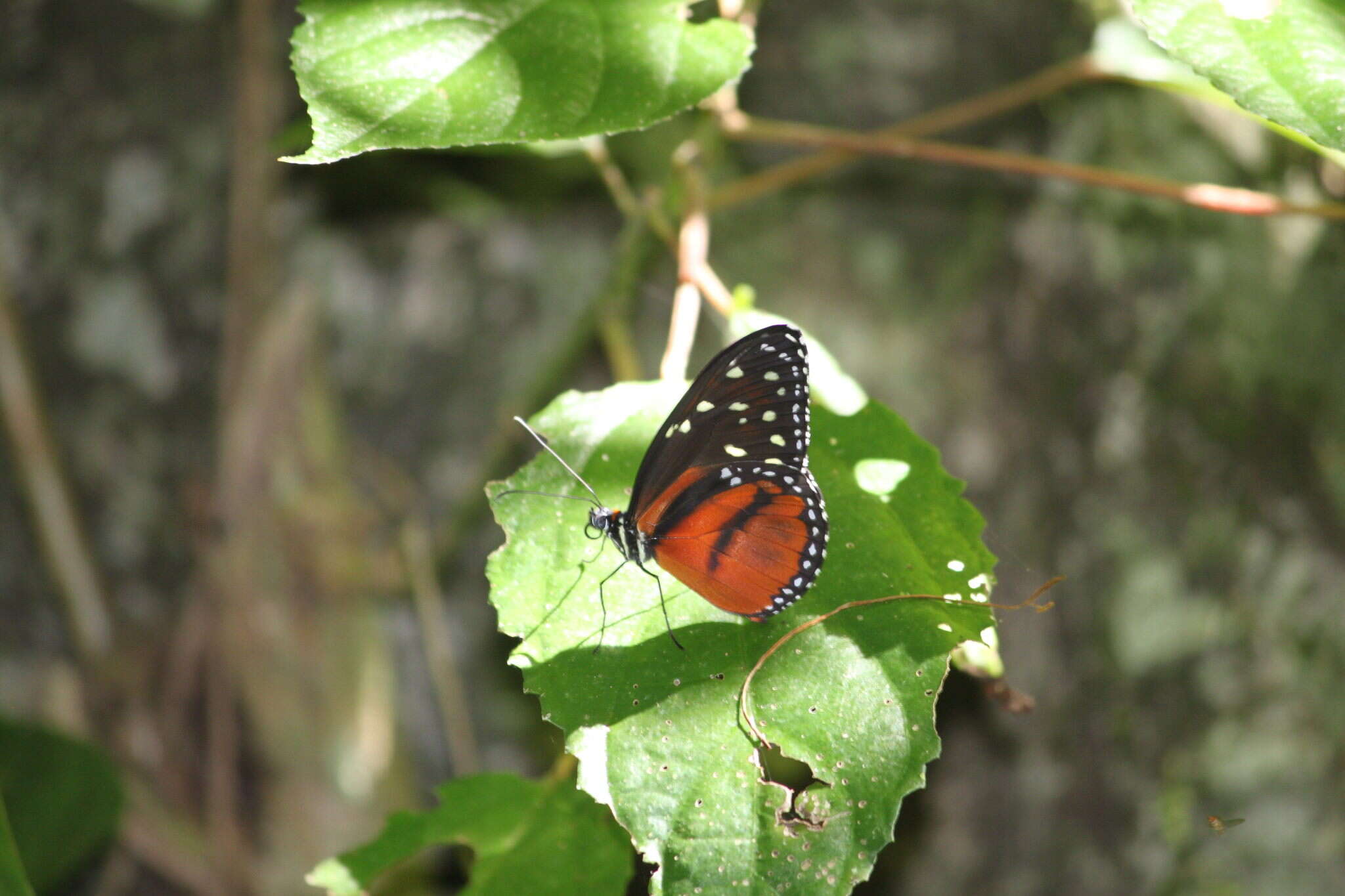 Imagem de Tithorea tarricina duenna Bates 1864