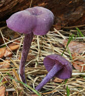 Image of Laccaria amethystina Cooke 1884