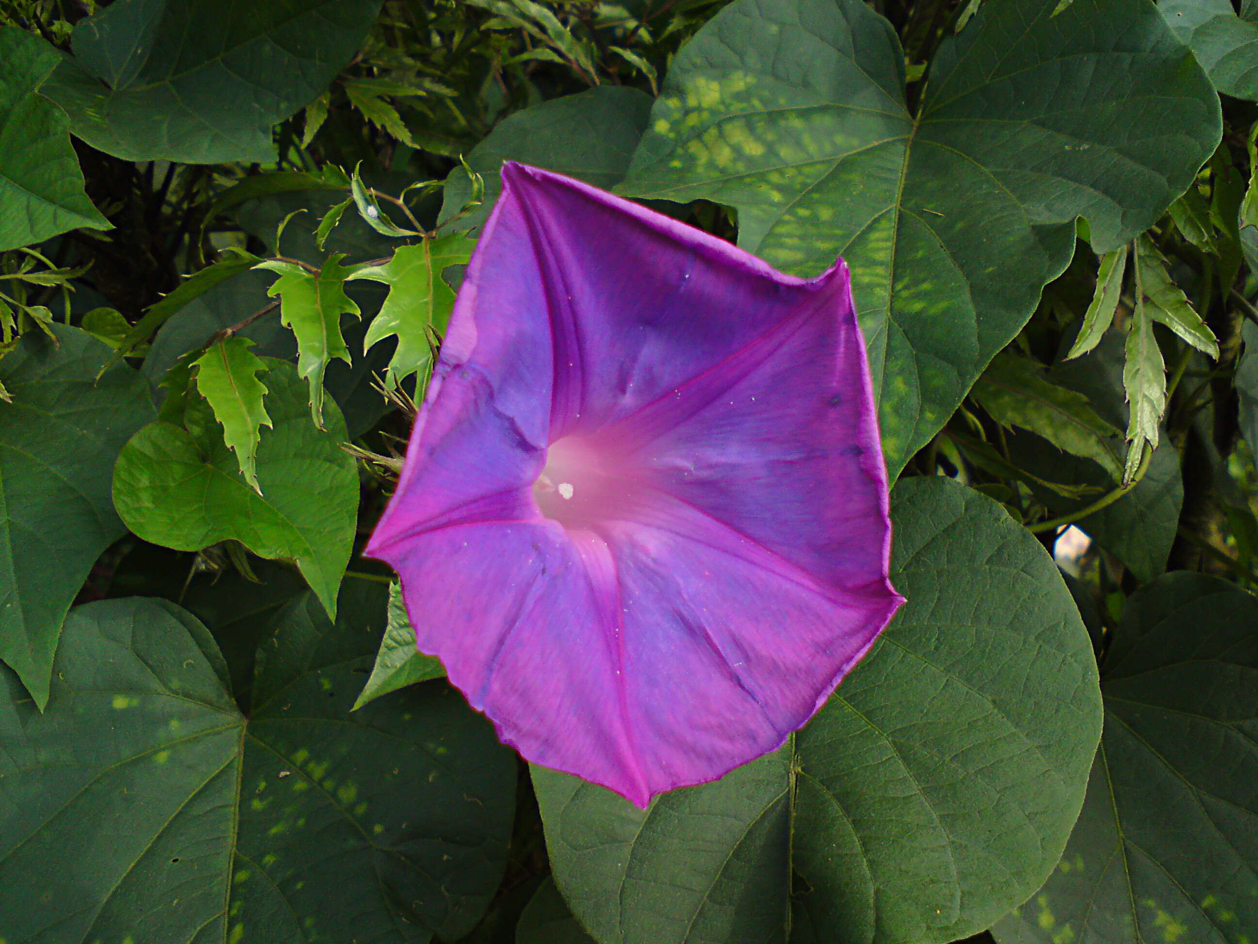 Image of tall morning-glory