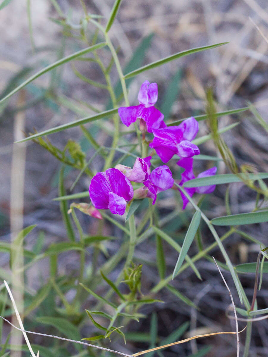 Imagem de Lathyrus zionis C. L. Hitchc.