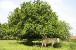 Image of Cornelian cherry dogwood