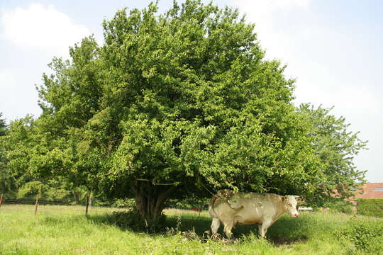 Image of Cornelian cherry dogwood