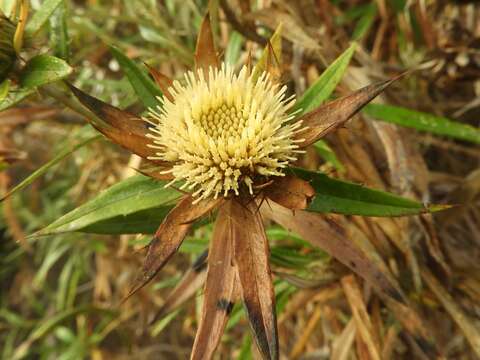 Image of Carlina salicifolia (L. fil.) Cav.