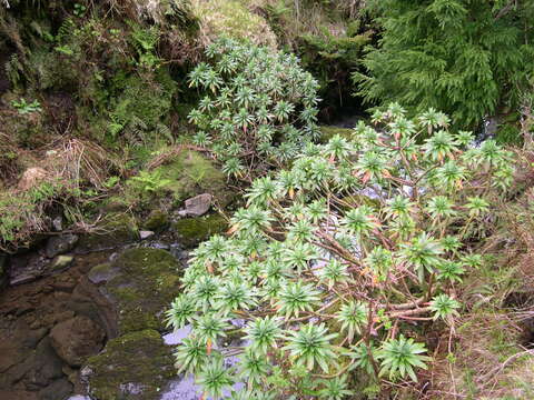 Image of Euphorbia stygiana subsp. stygiana